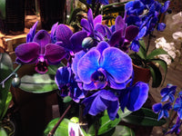 Blue-Purple Phalaenopsis Orchid Seeds Flower seeds for Planting - Perfect for Borders, Heirloom & GMO Free Seeds for Home Garden