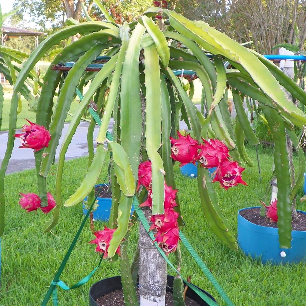 Red Dragon Fruit Seeds for Planting - Grow Tropical Dragon Fruit Plants in Your Garden