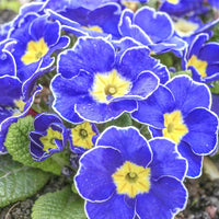 Blue Evening Primrose Flower seeds for Planting Premium Quality Heirloom & GMO Free Seeds for Home Garden