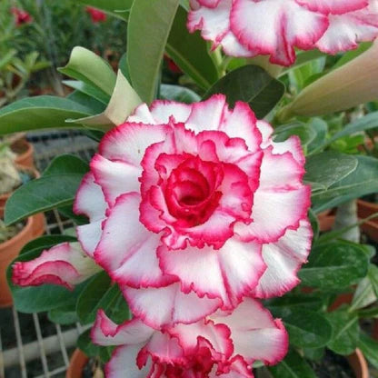 Pink Obesum Flower seeds for Planting - Low Maintenance, Heirloom & GMO Free Seeds for Home Garden