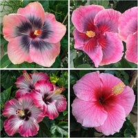 Heirloom Hibiscus Bonsai Flower seeds for Planting Bright Blooms Heirloom & GMO Free Seeds for Home Garden