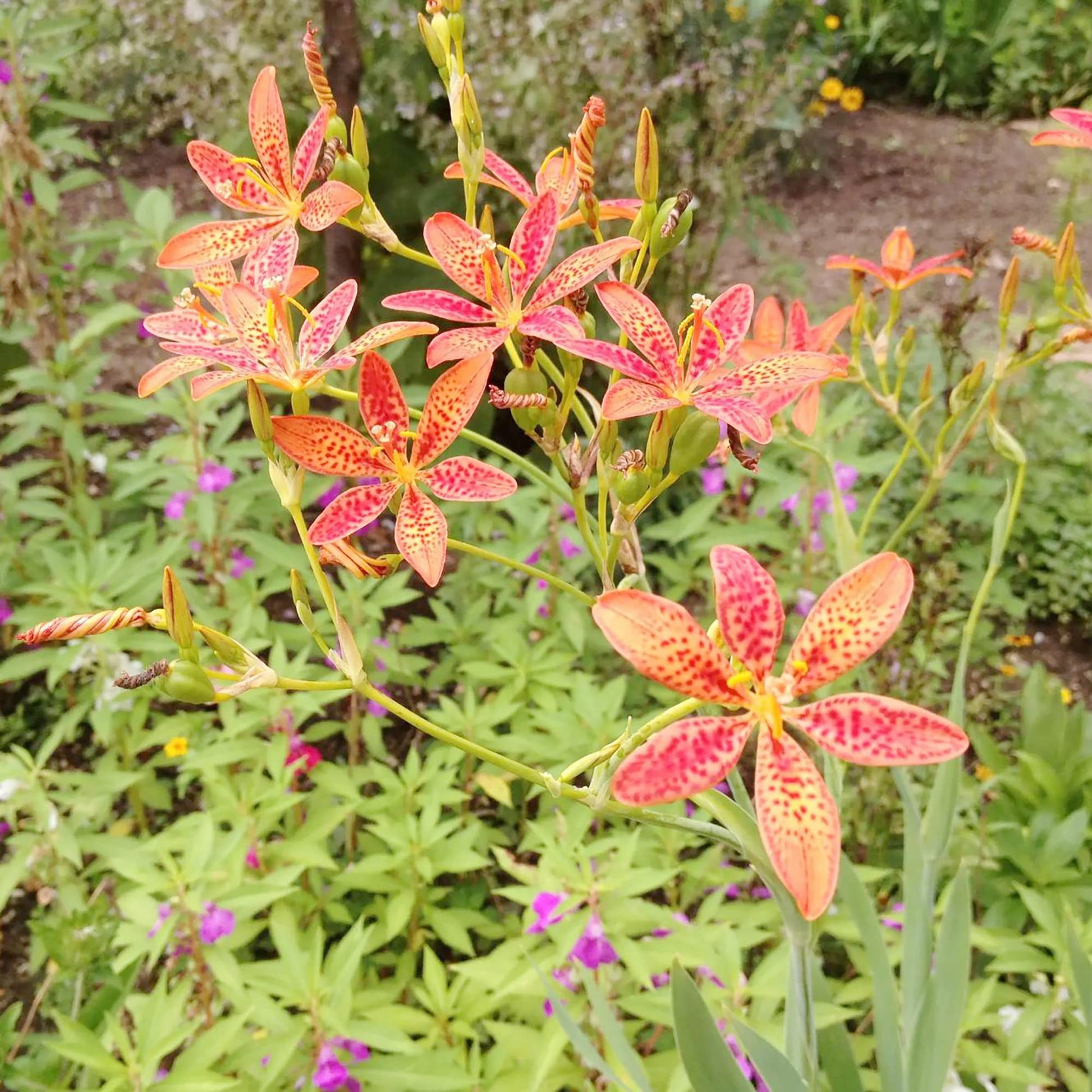 Blackberry Lily Seeds, Flower Seeds, Chinese Medicine Seeds