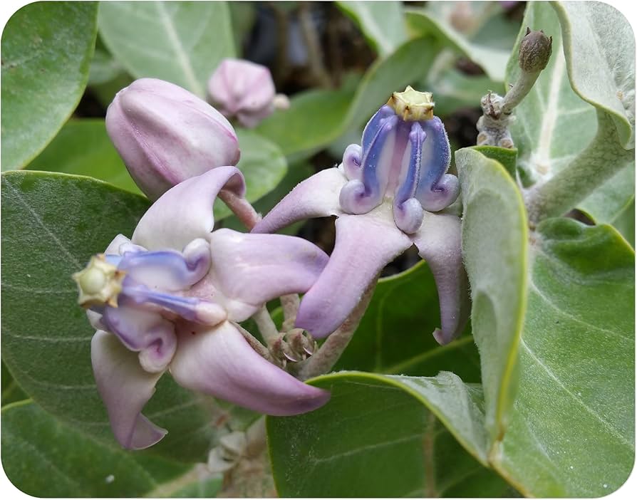 Calotropis Gigantea Violet Seeds for Planting Butterfly Garden Tropical Yard