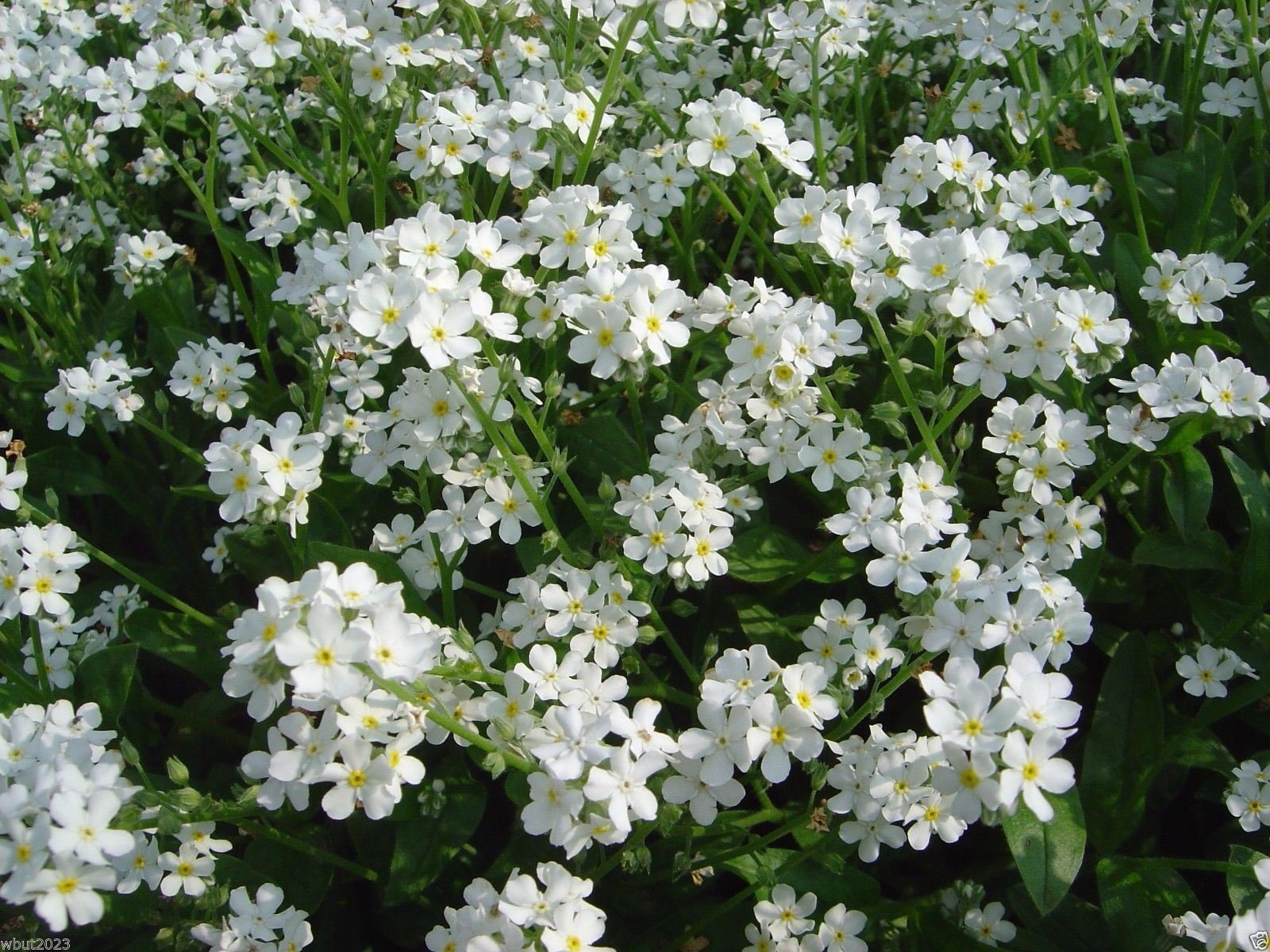 White Myosotis Flower seeds for Planting - Long Bloom Season, Heirloom & GMO Free Seeds for Home Garden