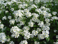 White Myosotis Flower seeds for Planting - Long Bloom Season, Heirloom & GMO Free Seeds for Home Garden