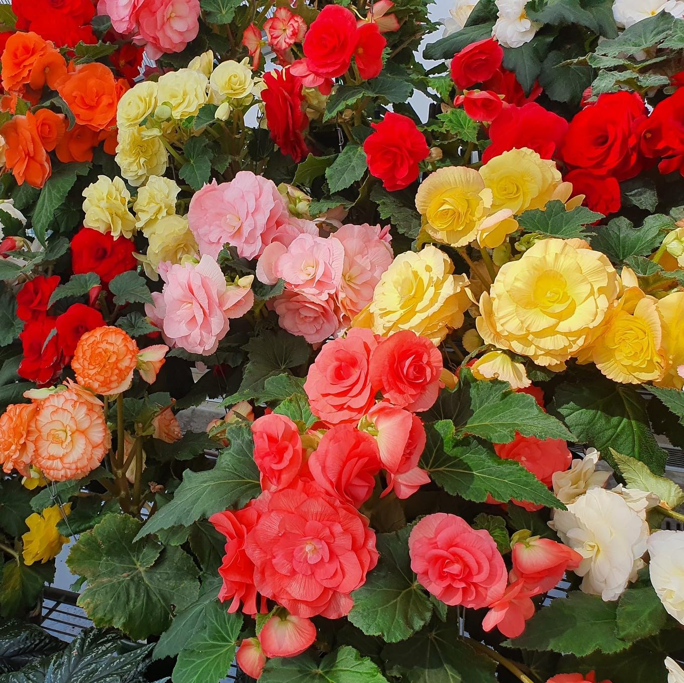 Mixed Begonia Seeds for Colorful Bonsai Flower Blooms