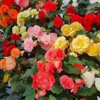 Mixed Begonia Seeds for Colorful Bonsai Flower Blooms