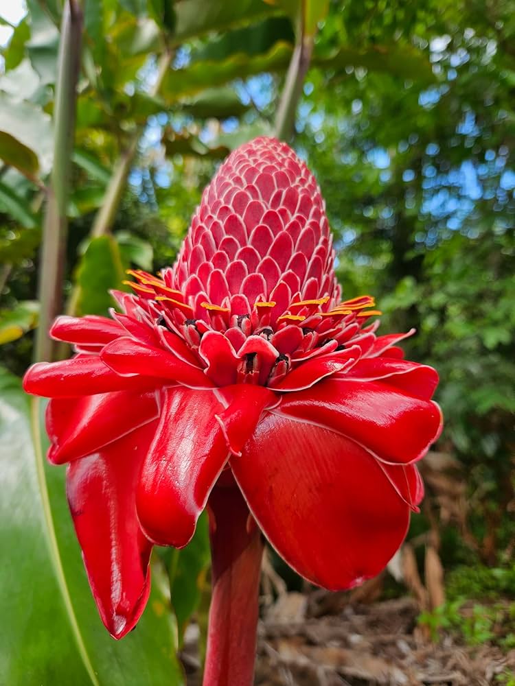 Ginger Flower seeds for Planting Compact Growth Heirloom & GMO Free Seeds for Home Garden 
 
 Sale