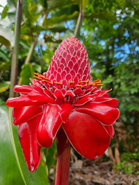 Ginger Flower seeds for Planting Compact Growth Heirloom & GMO Free Seeds for Home Garden 
 
 Sale