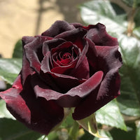 Maroon Rose Flower seeds for Planting Hardy Variety Heirloom & GMO Free Seeds for Home Garden