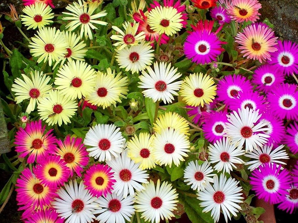 Mixed Ice Flower seeds for Planting Vibrant Colors Heirloom & GMO Free Seeds for Home Garden
 
 Sale