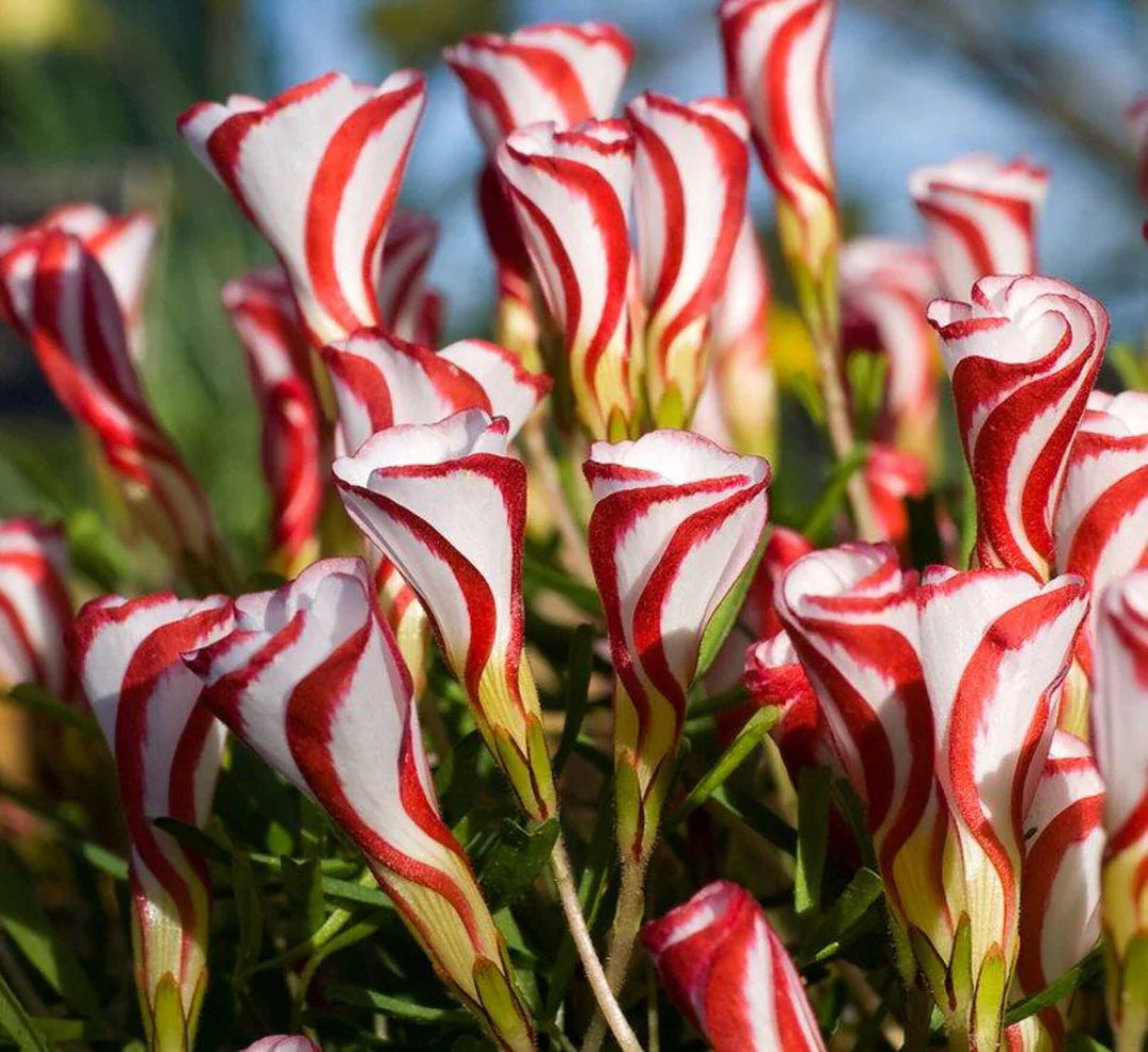 Oxalis Versicolor Flower seeds for Planting Low Maintenance Heirloom & GMO Free Seeds for Home Garden 
 
 Sale