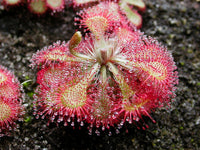 Light Pink Sundew for Planting Hardy Variety Heirloom & GMO Free Seeds for Home Garden
 
 Sale