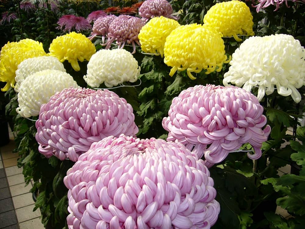 Chrysanthemum Yellow Purple Flower seeds for Planting - Easy to Grow, Heirloom & GMO Free Seeds for Home Garden