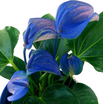Blue Anthurium Flower seeds for Planting - Premium Quality, Heirloom & GMO Free Seeds for Home Garden