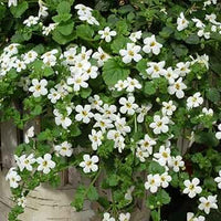 Bacopa Colgantes Flower seeds for Planting - Vibrant Colors, Heirloom & GMO Free Seeds for Home Garden