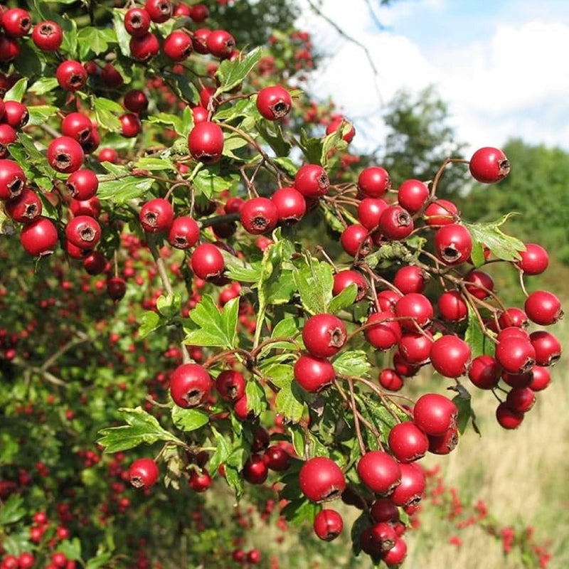 English Hawthorn Tree (Crataegus laevigata) – Edible Fruit, Mayflower – Seeds