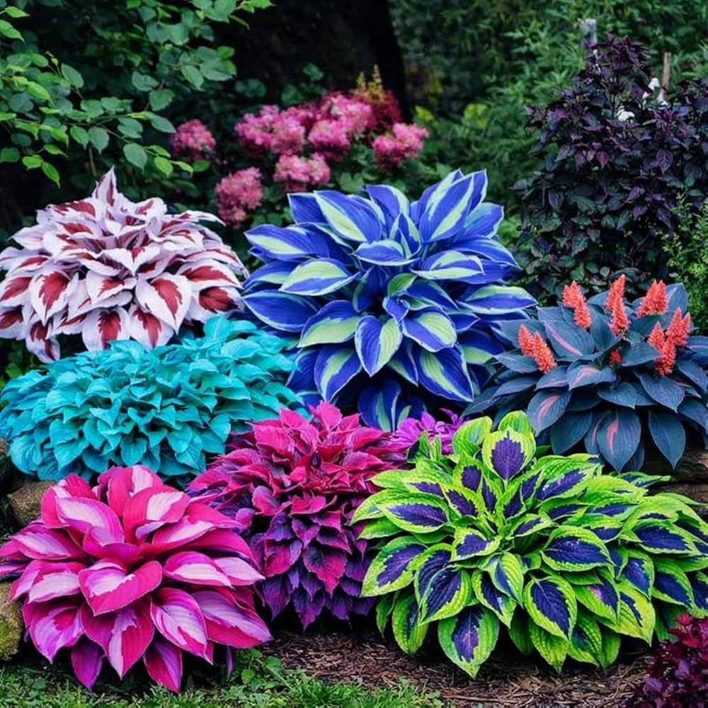 Hosta Mix Flower Planting Seeds for Lush Garden Design - Perennial Seed Collection