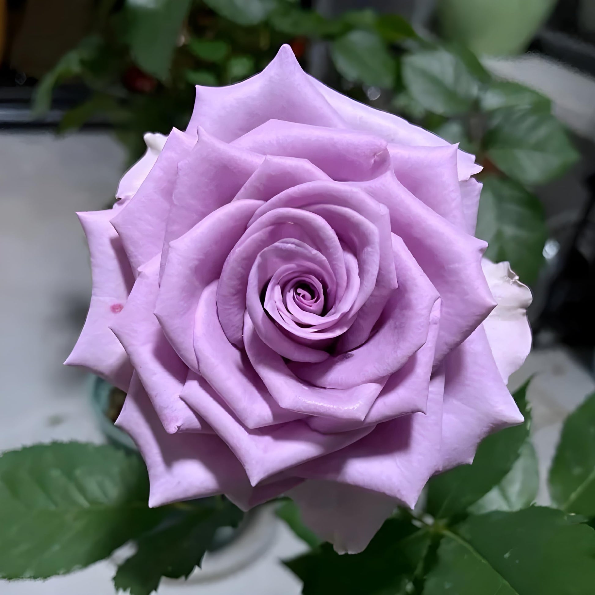 Lavender Rose Flower seeds for Planting Shade Tolerant Heirloom & GMO Free Seeds for Home Garden