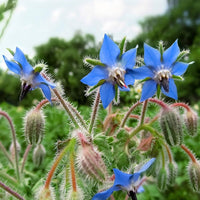 Dark Blue Borago Flower seeds for Planting - Compact Growth, Heirloom & GMO Free Seeds for Home Garden
