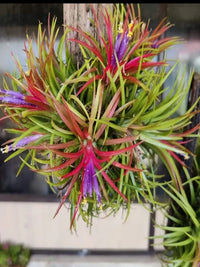 Tillandsia Flower seeds for Planting - Shade Tolerant, Heirloom & GMO Free Seeds for Home Garden