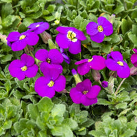 Mixed Aubrieta Flower Seeds for Planting Sun Loving Heirloom & GMO Free Seeds for Home Garden
 
 Sale