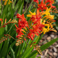 Crocosmia Montbretia Flower seeds for Planting Vibrant Colors Heirloom & GMO Free Seeds for Home Garden 
 
 Sale