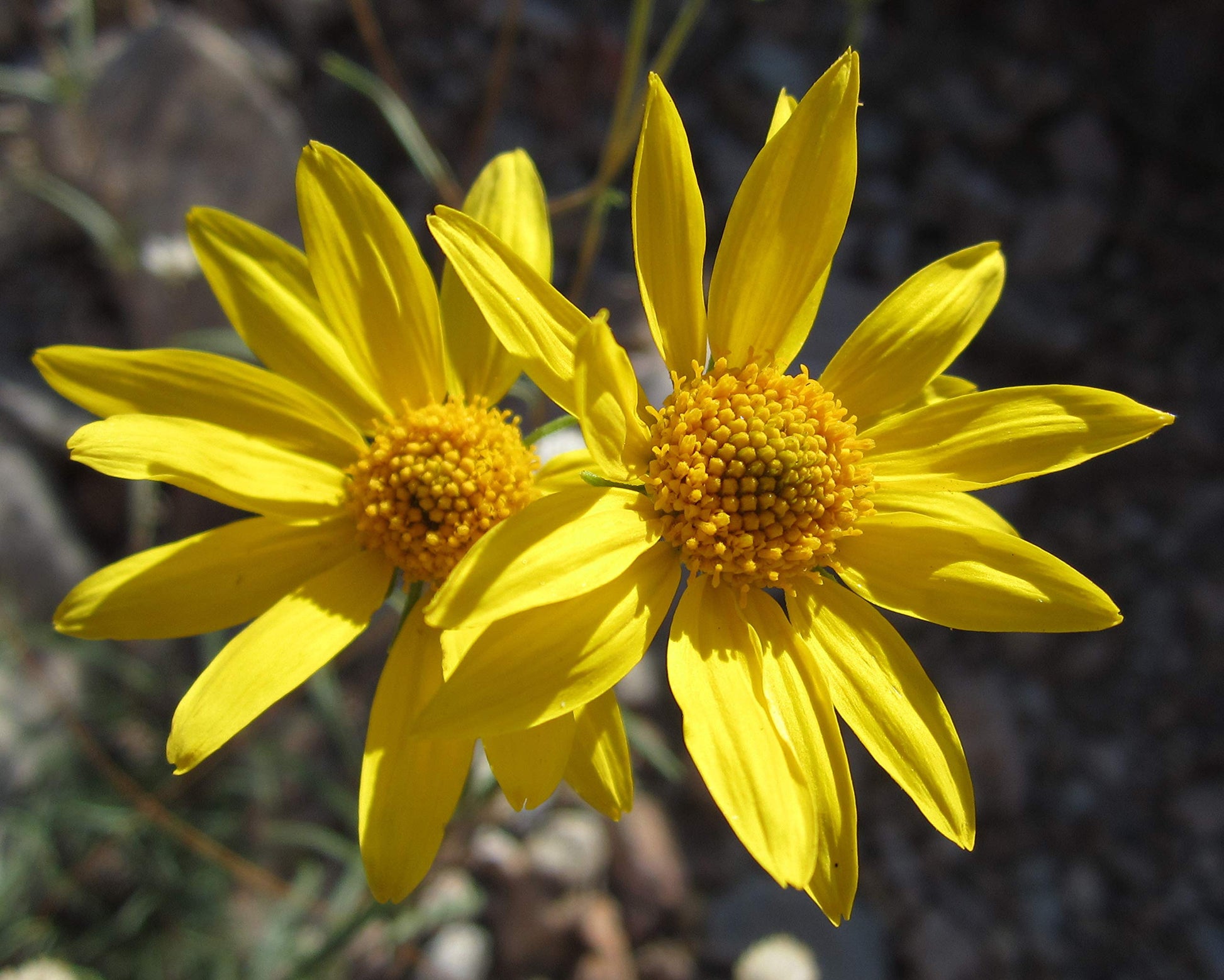 Auffälliges GOLDENEYE Viguiera Multiflora Seeds for Bright, Yellow Flowers