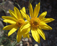 Auffälliges GOLDENEYE Viguiera Multiflora Seeds for Bright, Yellow Flowers