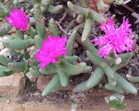 Pink Namaquanthus Flower seeds for Planting - Vibrant Colors, Heirloom & GMO Free Seeds for Home Garden