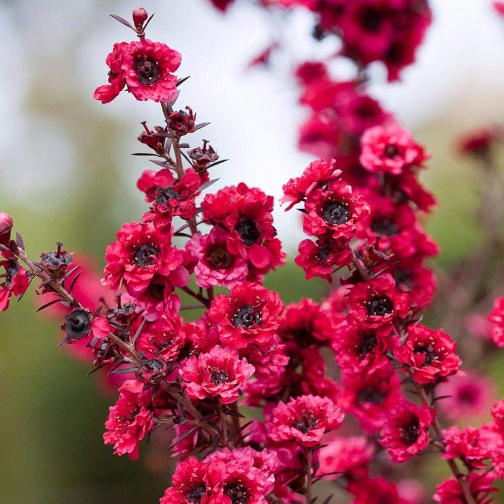 Pink Manuka Honey Teatree Leptospermum Scoparium Flower seeds for Planting - Colorful Display, Heirloom & GMO Free Seeds for Home Garden
 
 Sale seeds for planting in home garden