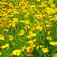 Indian Cockade Flower Seeds – Native American Wildflower Heirloom