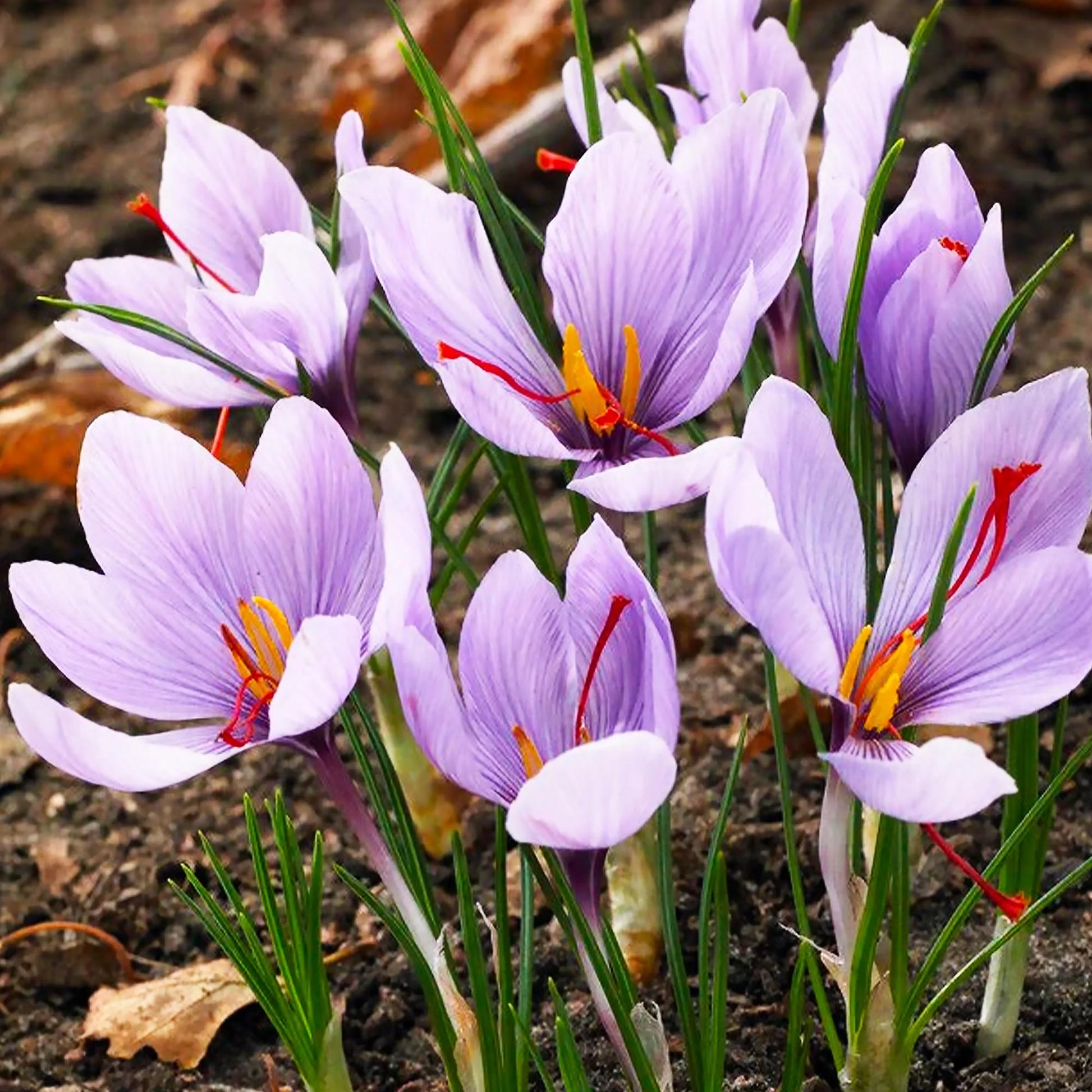 Hatsuga Saffron Crocus Mixed Flower seeds for Planting - Sun Loving, Heirloom & GMO Free Seeds for Home Garden