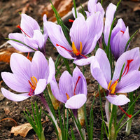 Heirloom Crocus Sativus Flower seeds for Planting Hardy Variety Heirloom & GMO Free Seeds for Home Garden
