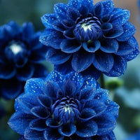 Blue Pompon Dahlia Flower seeds for Planting - Shade Tolerant, Heirloom & GMO Free Seeds for Home Garden