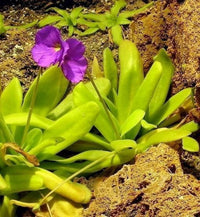 Pinguicula Moctezumae Seeds for Planting  Exotic Carnivorous Plant Seeds