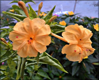 Orange Mirabilis Flower seeds for Planting Attractive Flowers Heirloom & GMO Free Seeds For Home Garden 
 
 Sale