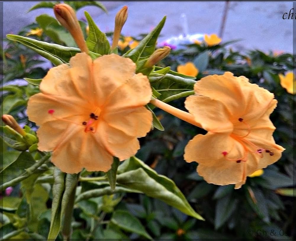 Orange Mirabilis Flower Seeds for Planting Seasonal Bloomer Heirloom & GMO Free Seeds for Home Garden
 
 Sale