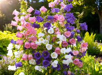 Mixed Canterbury Bells Flower seeds for Planting Wildflower Mix Heirloom & GMO Free Seeds for Home Garden