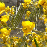 Heirloom Cassia Flower seeds for Planting Shade Tolerant Heirloom & GMO Free Seeds for Home Garden