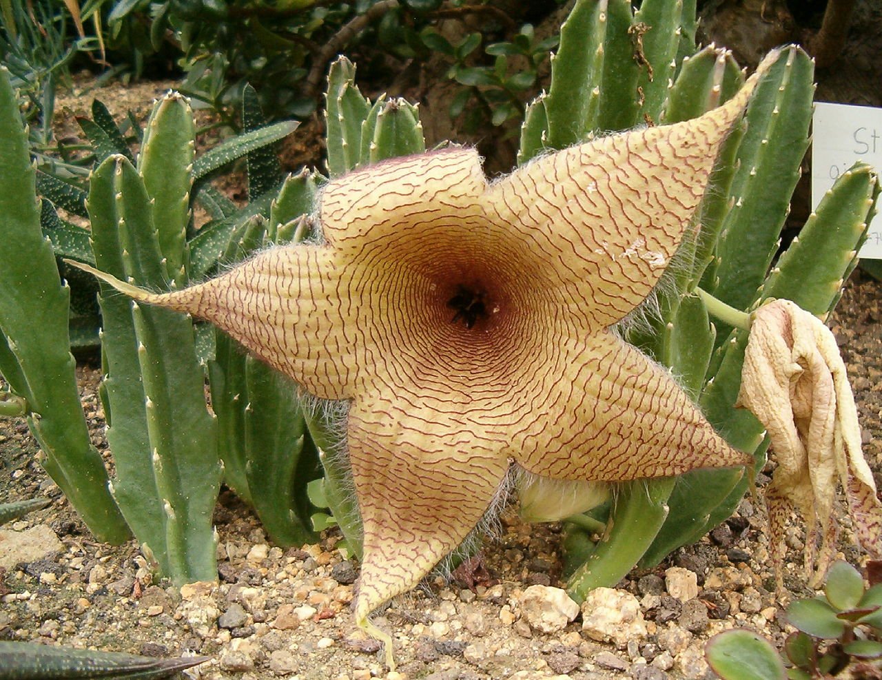 Yellow Stapelia Flower seeds for Planting Hardy Variety Heirloom & GMO Free Seeds for Home Garden 
 
 Sale