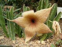 Yellow Stapelia Flower seeds for Planting Hardy Variety Heirloom & GMO Free Seeds for Home Garden 
 
 Sale