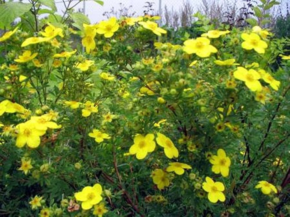 Tormentil Potentilla erecta Flower Seeds for Planting in Wildflower Garden and Meadow