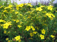 Tormentil Potentilla erecta Flower Seeds for Planting in Wildflower Garden and Meadow