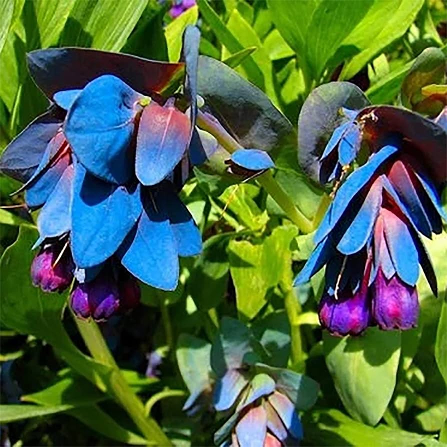 Blue Honeywort Seeds for Planting - Easy to Grow
