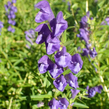 Heirloom Scutellaria Flower seeds for Planting Drought Tolerant Heirloom & GMO Free Seeds for Home Garden
