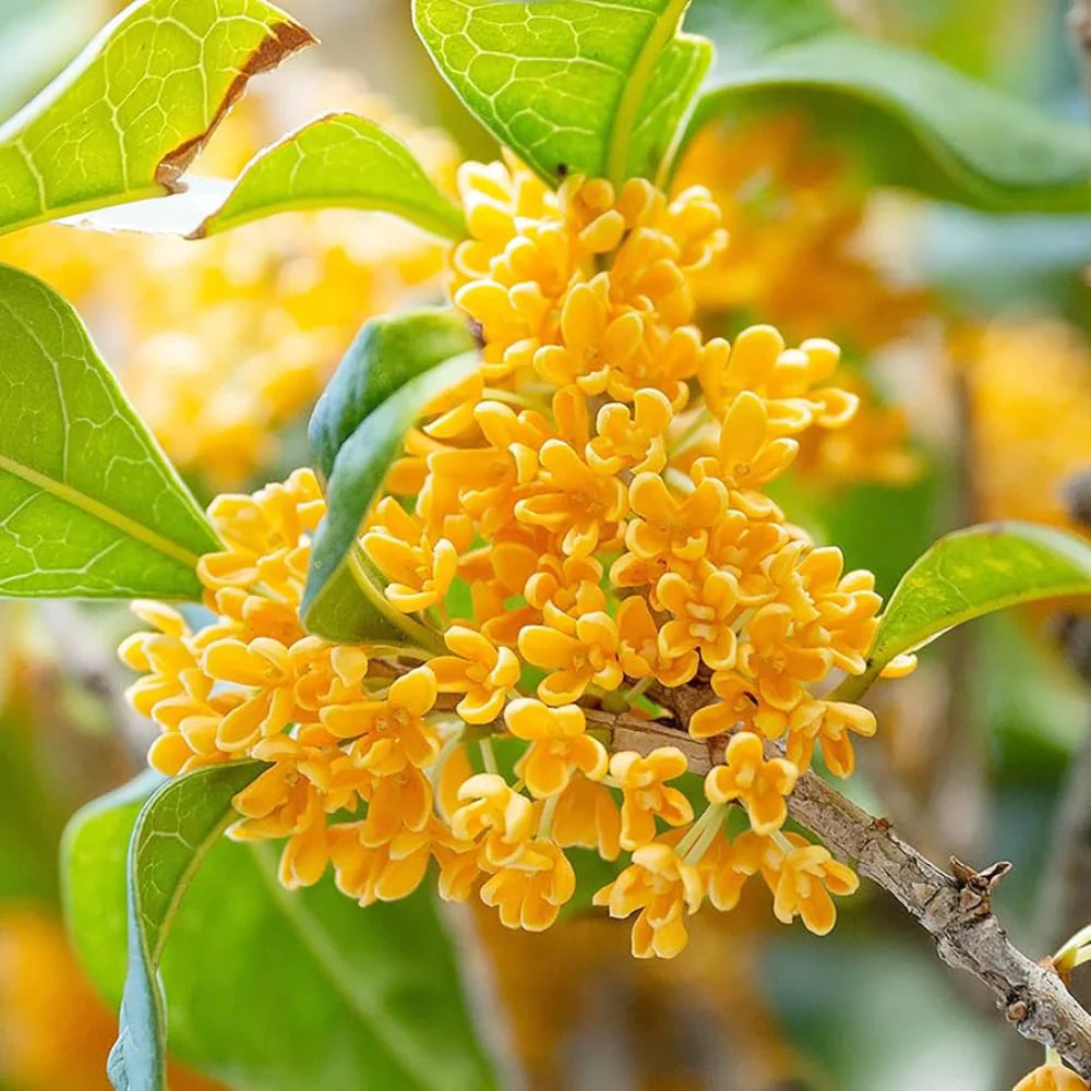 Osmanthus Flower seeds for Planting - Seasonal Bloomer, Heirloom & GMO Free Seeds for Home Garden