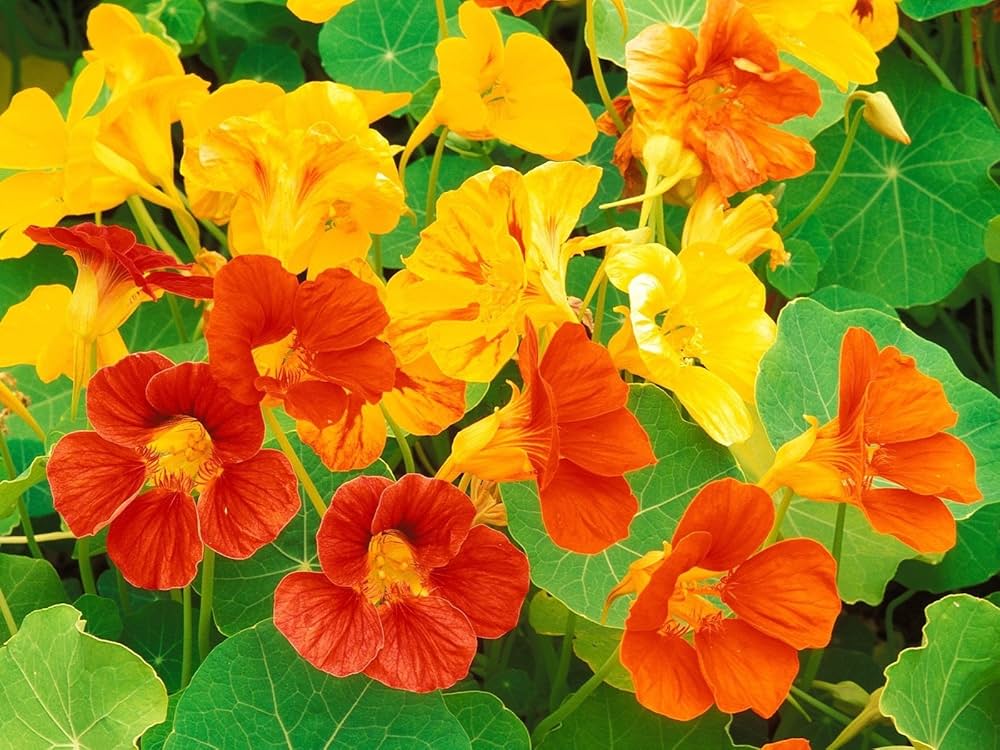 Nasturtium Flower Seeds for Bright, Edible Blooms