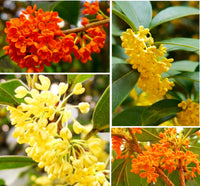 Heirloom Osmanthus Tree Flower seeds for Planting Easy to Grow Heirloom & GMO Free Seeds for Home Garden