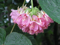 Dombeya Bourgassiae Flower seeds for Planting Long Bloom Season Heirloom & GMO Free Seeds for Home Garden